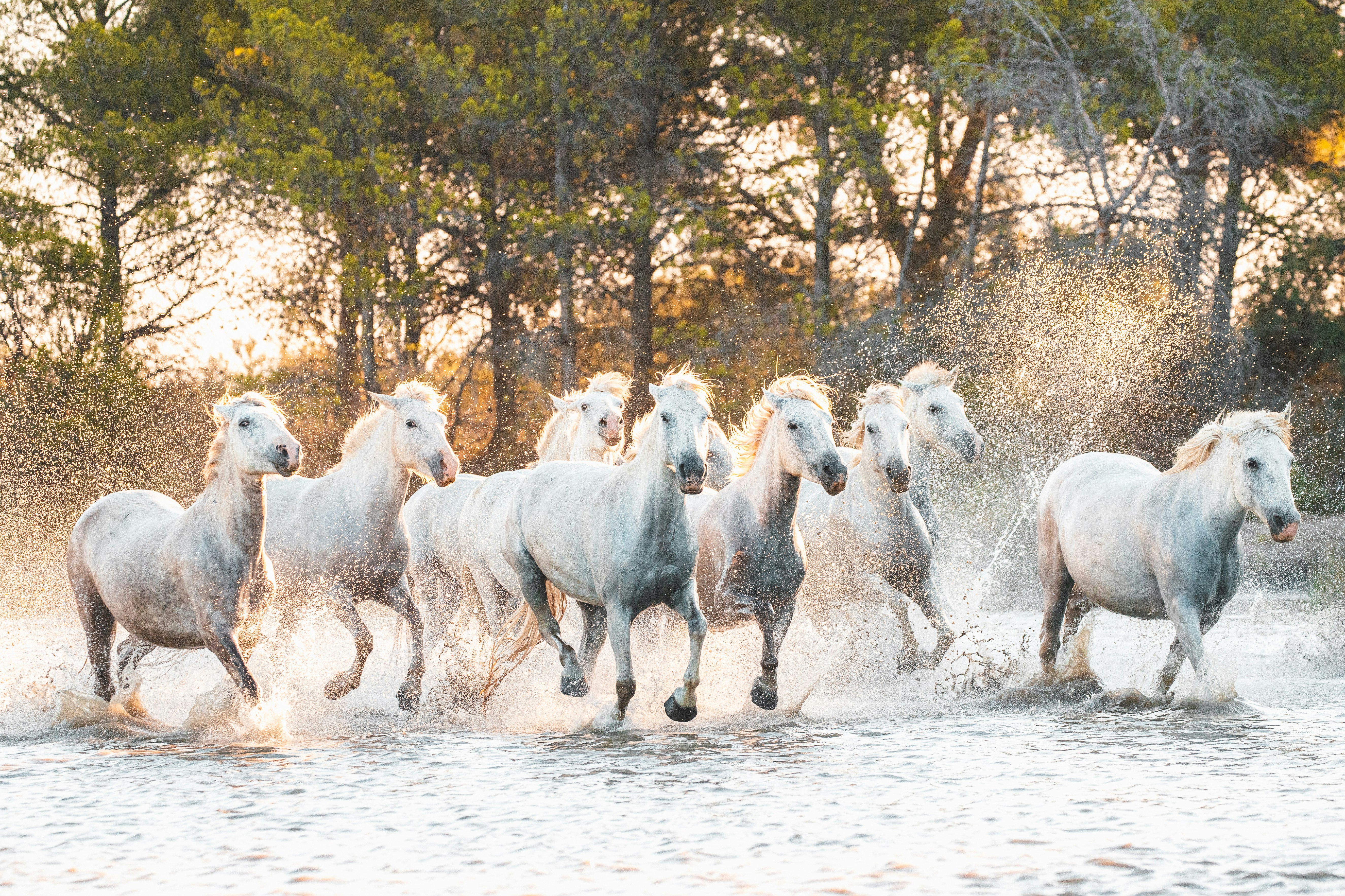 white and black horse on white snow covered ground during daytime